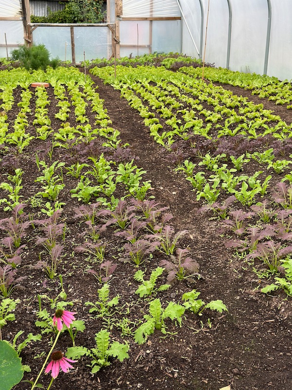 15 days later, mustards and rocket this end, lettuce ad endive in middle