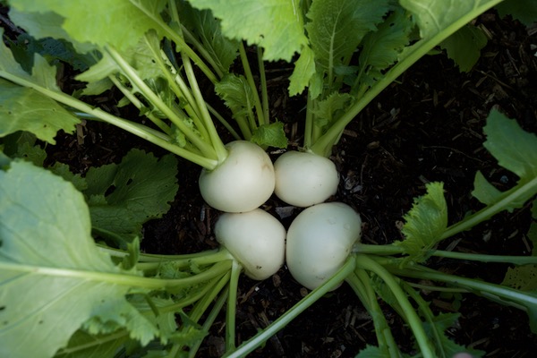 Multisown Tokyo Cross delicious turnips, transplanted just two months earlier, third harvest of 2022 after turnips spring then lettuce summer
