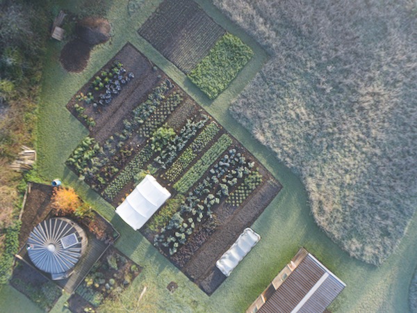 19th November saw the first frost with -2 C 28 F and there was no significant damage, because all the vegetables are frost hardy now, and this makes the flavours sweeter