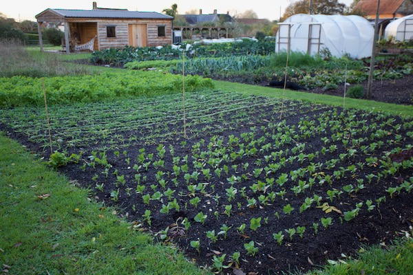 Broad beans sown direct 17th October, rye for grain transplanted and suffering wireworm see below, and white mustard sown late September
