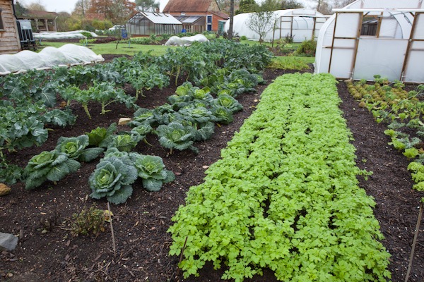 25th November, with white mustard sown as a cover crop six weeks earlier, and there is garlic coming up in that bed. To the left is savoy cabbage and purple sprouting broccoli