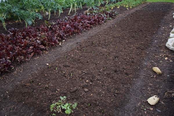 Broad beans just transplanted as two week old seedlings, after clearing cabbage and spreading 3 cm home-made compost