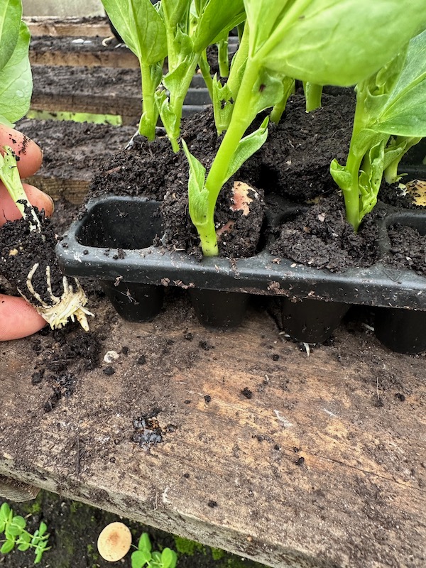 Broad beans sown 24 days earlier in the small cells of my CD module tray