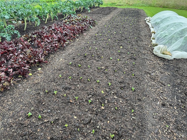The same bed on 26th November, 10 days after transplanting the broad bean seedlings