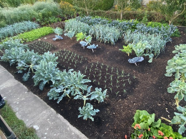 18th October, left to right in central block is calabrese, spring onions, cabbage, leeks, kale and parsnips, all are second plantings