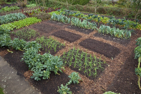 27th November, calabrese still giving small harvests, cabbage bed is now broad beans just emerging, beds have compost when harvests finish and paths have new woodchip - no cardboard, just hand weeding (v little:)