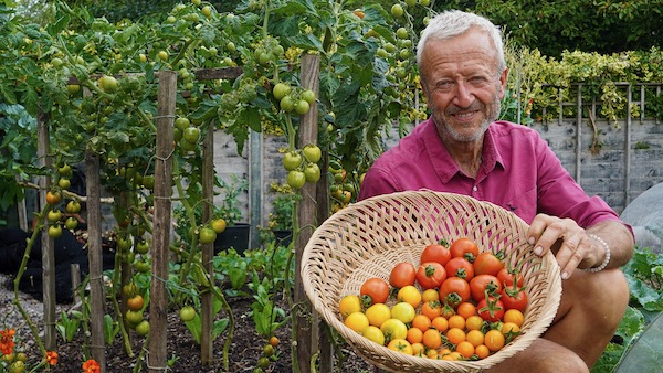 A harvest of my outdoor tomatoes on the 17th August, Dorenia and Sungold and an F2