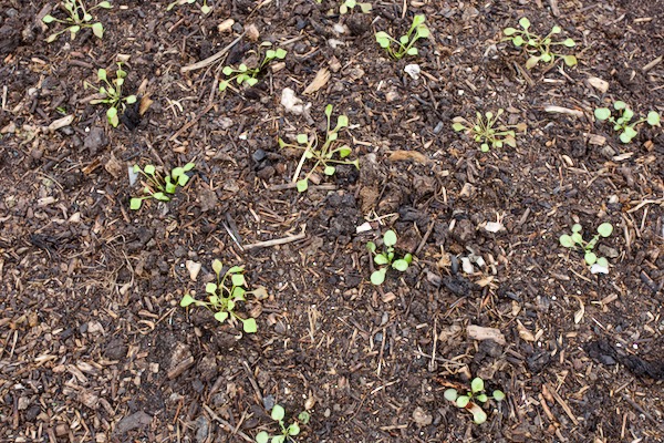 After dwarf French beans we transplanted small module plants of Claytonia/winter purslane, and that was after spreading around 2.5 cm/1 in of home-made compost, these were transplanted nine days earlier.