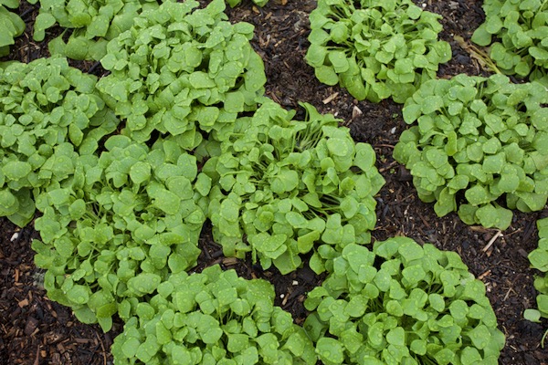 The same plants seven weeks later on 27th November, a remarkable amount of growth at the back end of the year in low light levels