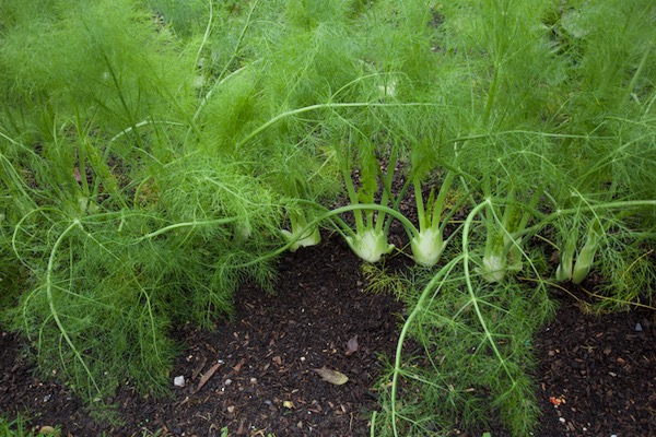 27th November, Perfektion fennel transplanted on 31st August, in two rows either side of two year, old asparagus. Now it is harvested and in the shed