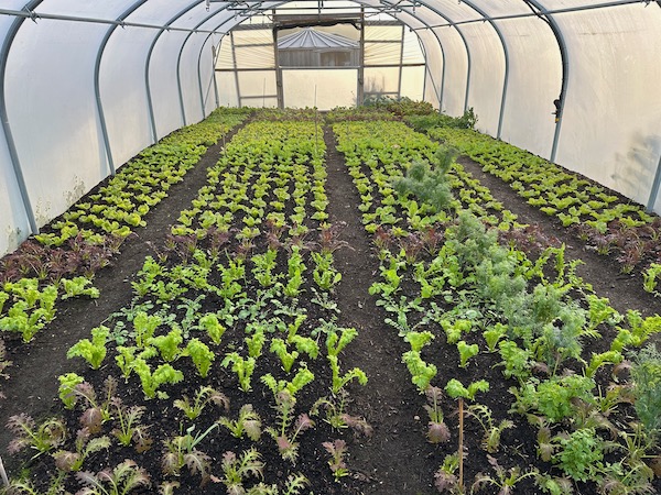 Two hours later and just this end has been picked, we do it in halves, meaning there is two weeks between each harvest. This pick gave around 11 kg.