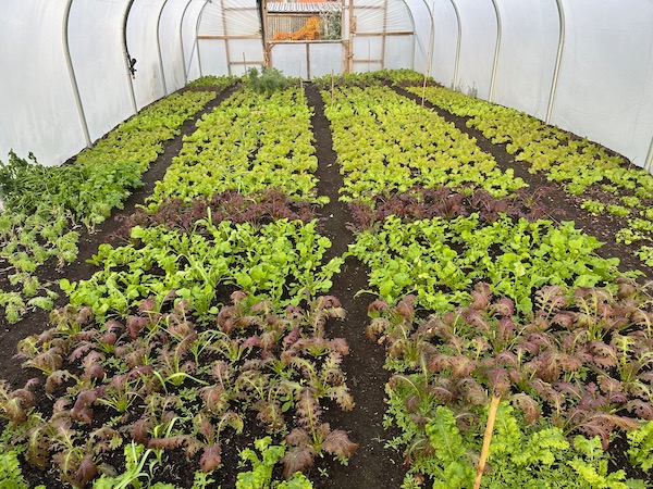 Polytunnel salad plants before a second pick on 19th November with mustards and salad rocket this end