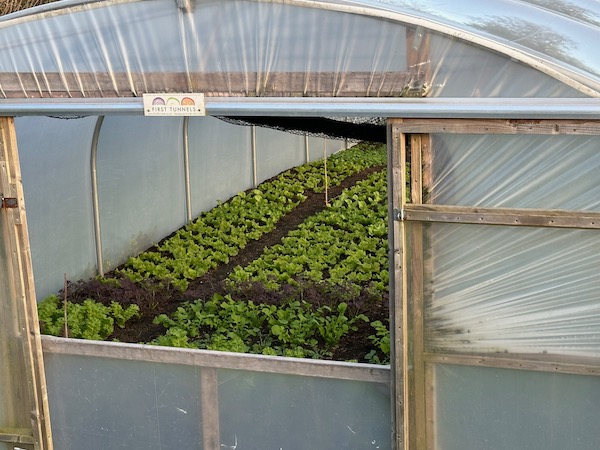 The doors stay open both ends, all through the winter, unless it's a high wind. The bottom panels are my idea for keeping out animals and to reduce draft at ground level, while I always want air movement above the plants to keep mildew in check and growth healthier.