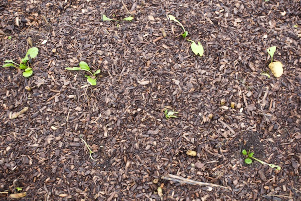 Two weeks after transplanting spinach into a bed recently mulched with this sieved woodchip. Slugs are clearly numerous.