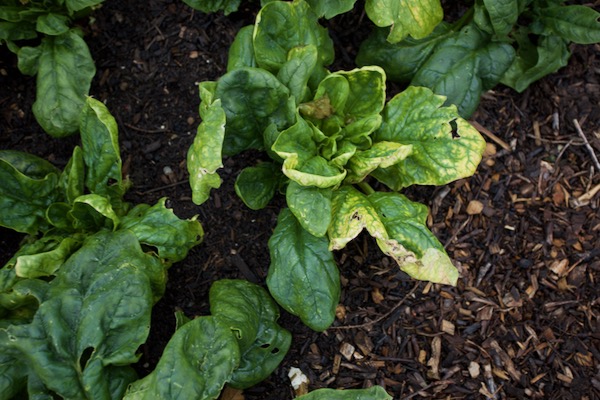 CMV or Cucumber Mosaic Virus shows yellowing leaves on spinach, and thin central leaves