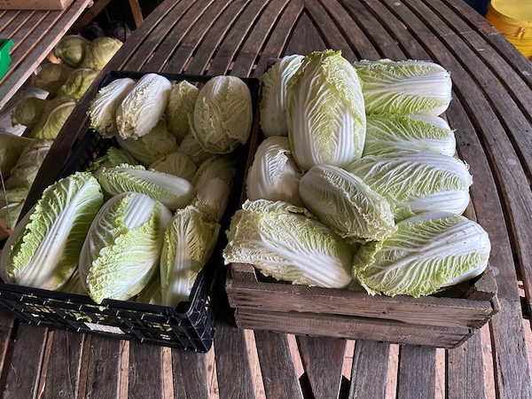 18th November after trimming all damaged leaves and checking hearts for burrowing caterpillars, I lay a polythene sheet over the top but without wrapping them