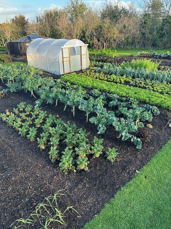 Celeriac in new area just before final harvest 19th November, with psb and savoy cabbage behind, bed in front has garlic