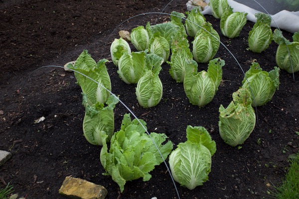 16th November, Chinese cabbage Yuki F1 just before harvest and we can store them for 4 to 6 weeks if it's cool.