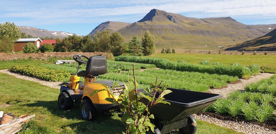 Icelend 4th September, one month after making beds and sowing cover crops