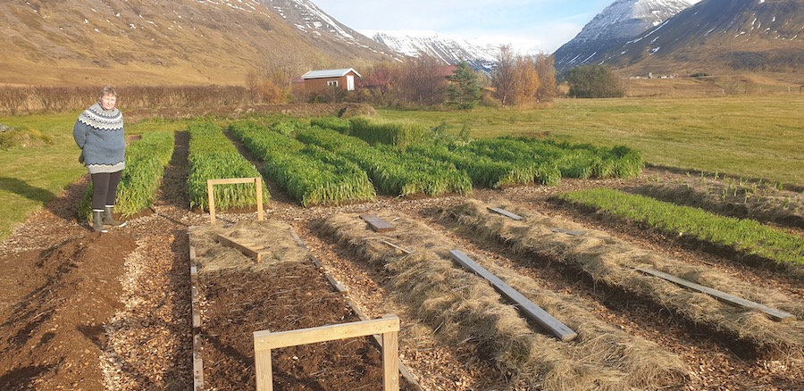 21st October garlic sown in Iceland and some cover crops pulled, Thorunn M Ólafsdóttir