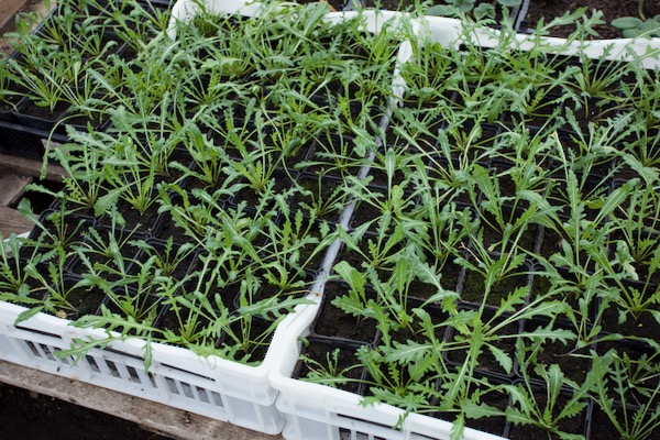 Wild rocket four months old, mid January in greenhouse and for planting outside late February