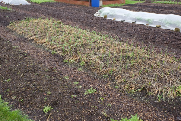 Garlic mid January from 17th October planting, growing through the mustard remains after December frosts
