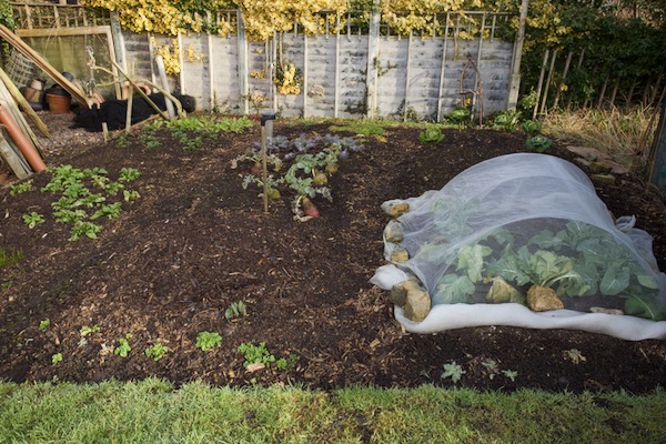 Small garden 14th February. Spinach and swedes have survived the winter, and under the mash is spring cauliflower, looking stronger than in the main garden.