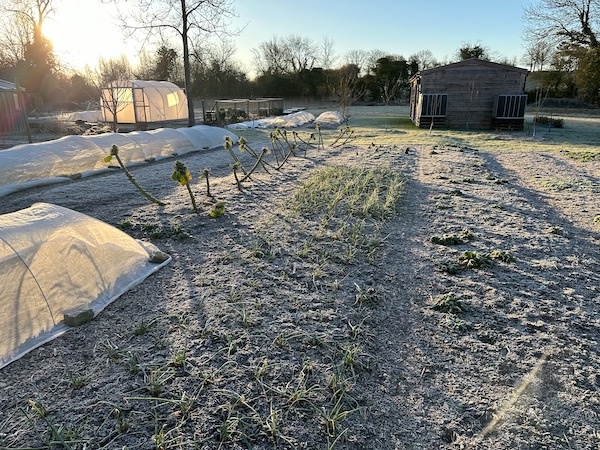 Morning of 27th February, -3 C 27F, and it's why I recommend waiting to sow outside