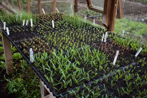 Seedlings in my greenhouse 28th February. many sown two weeks ago, and a few earlier because I was trialling seeds & composts