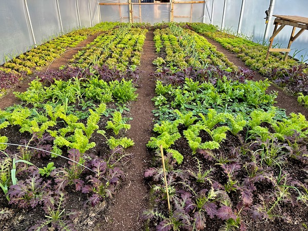 Polytunnel salad plants have been picked seven times already, and the latest pic of 20 kg leaves. No dig makes this easy.