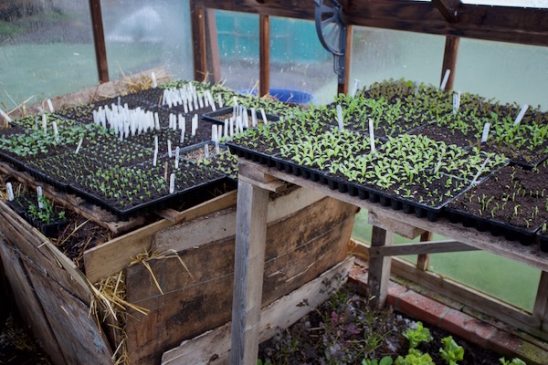 Greenhouse hotbed 14th March + pallet nearby is temporary bench with plants growing underneath, -2C outside