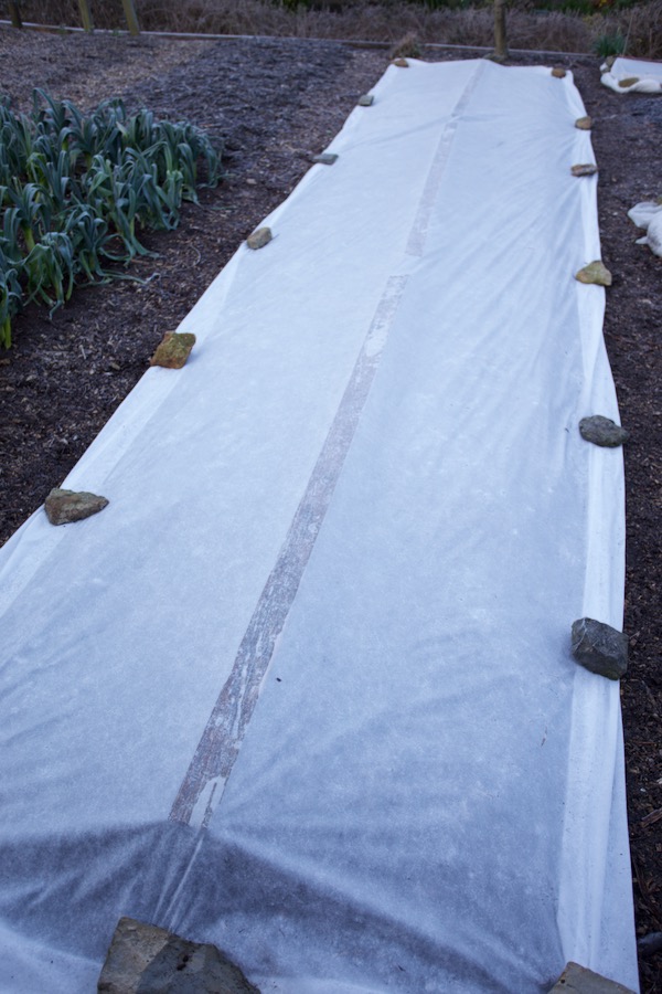 After transplanting, pea plants are now fleeced over with posts down the middle to hold the cover above them a little