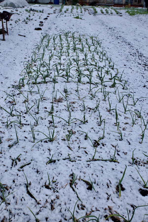 Garlic on 8th March after a rare snowfall, it's been in the ground since October, and for the first two months was surrounded by mustard sown at the same time, now killed by frost