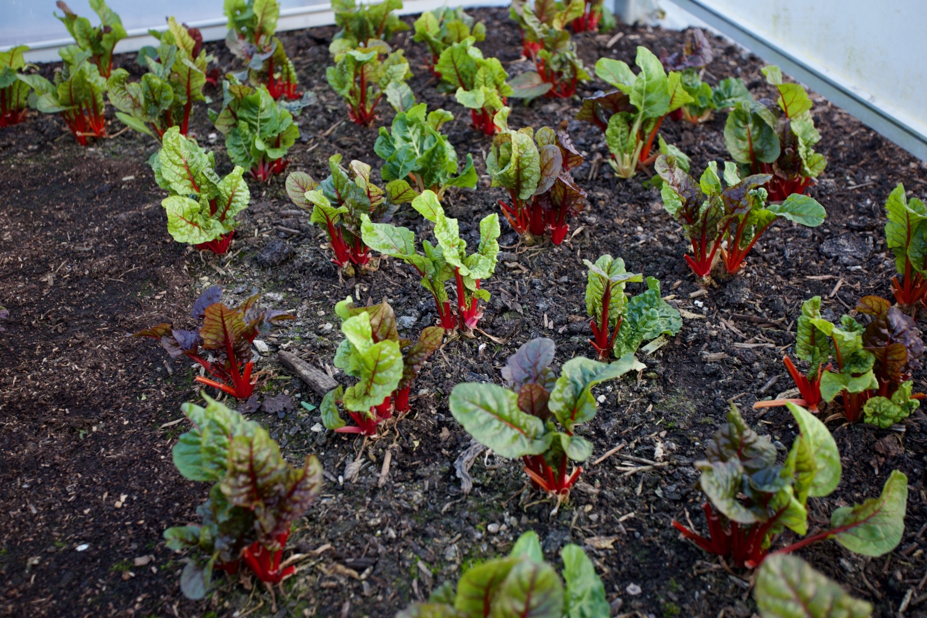 Red chard from my own seed saved last summer, growing in the polytunnel. Has noticeably more bigger than chard from purchased seeds