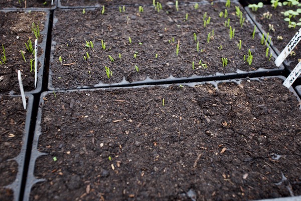 Almost zero germination of Red Baron onions from Moles Seeds, compared to Yellow Rynsburger Real Seeds is moderate to good emergence