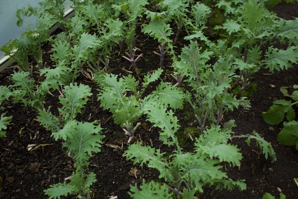 Red Russian kale which I sowed a month earlier than other plants in the tunnel, same as the chard, for a larger root run through winter