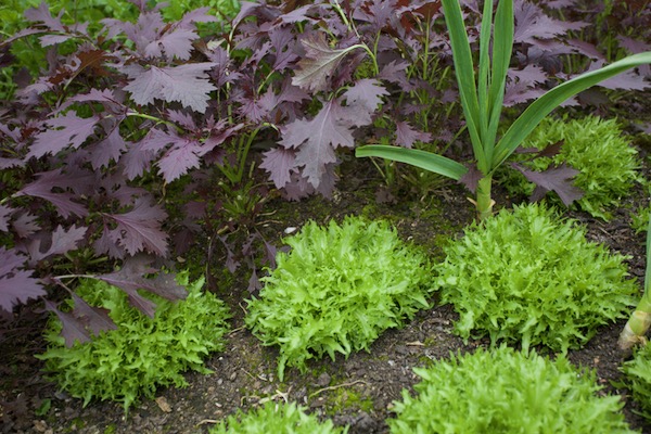 Under cover, growth continues to be abundant, this is in a polytunnel. Wallone endive and Red Lace mustard, garlic too all planted October