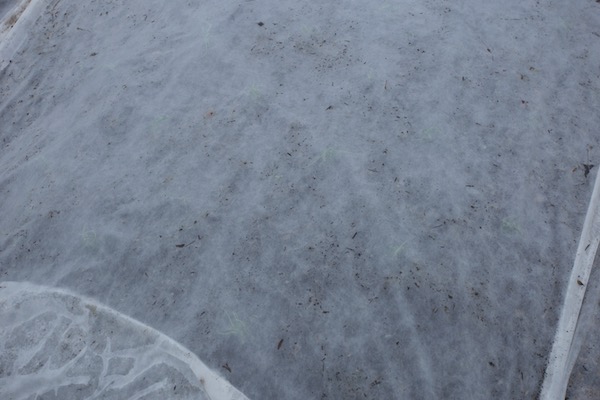 Multisown onions transplanted and with fleece on top for two weeks