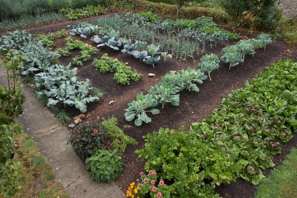 August view and already these are second plantings, Brussels sprouts after carrots for example