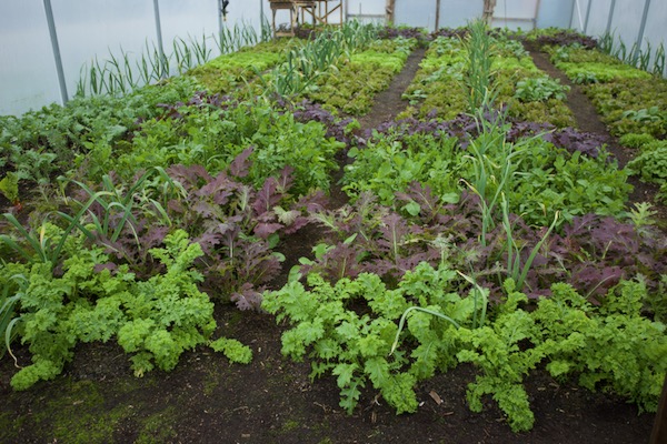 Polytunnel no dig salads picked for 4 months already, of outer leaves