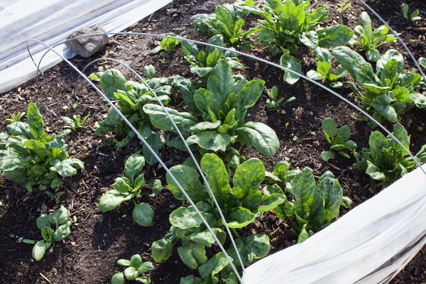 Fleece over spinach is double wired. They were transplanted 3 weeks ago to fill gaps after winter conditions killed many of the 7 month plants (no fleece in winter)