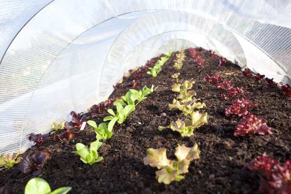 Outdoor cloche of thermacrop over lettuce, transplanted 3 weeks earlier
