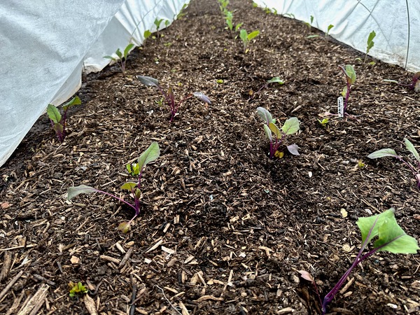 Kohlrabi and cauliflower planted two weeks earlier and always under fleece, this is 14th April
