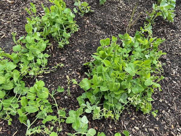Peas for shoots are growing with second spring asparagus, the pea plants will finish cropping by mid June then we remove them