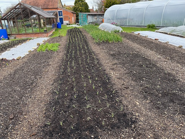 This bed of onions has hardly got going yet, they followed spinach, planted 18 days!