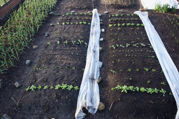 Trial beds 13th April, four weeks after planting and fleece has been on throughout. Dig bed left and no dig right, same compost for each bed