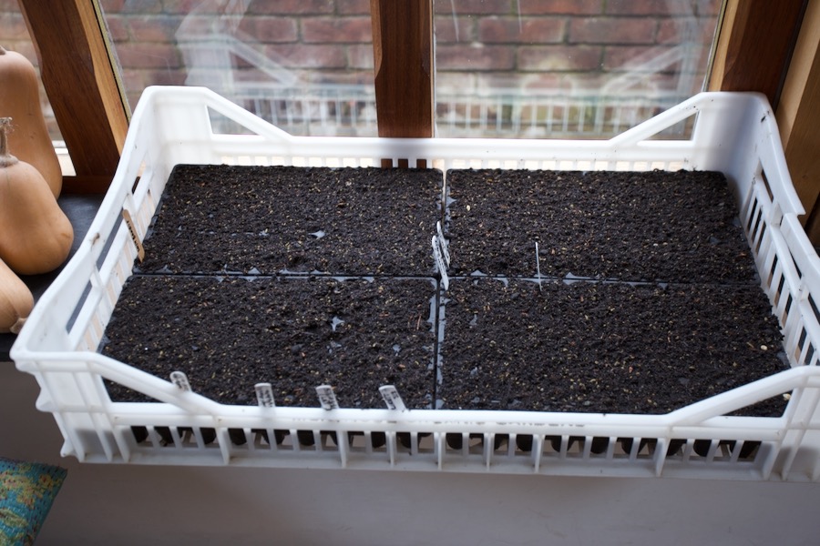 Sweetcorn, sunflower and leek seeds germinating on the conservatory windowsill. It's still warmer by night in the conservatory compared to my greenhouse, and this speeds germination, then I take them out to the greenhouse about a week after sowing