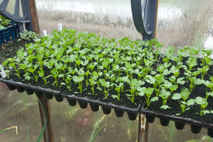 Celeriac six weeks since sowing and almost ready to transplant from the module trays, I do not pot them on, and they are quick to transplant into holes made by the long handled dibber