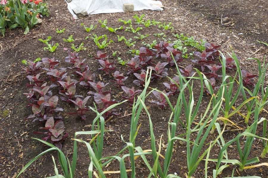 The garlic we planted at equinox looks promising, behind it is orach, and Lebanese Dandelion