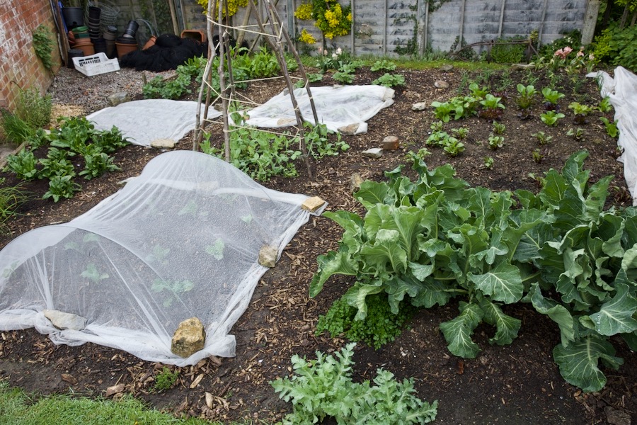 Small garden late April has grown well considering the weather and there is not too much slug damage. Overwintered cauliflower are now ready, Aalsmeer sown late August